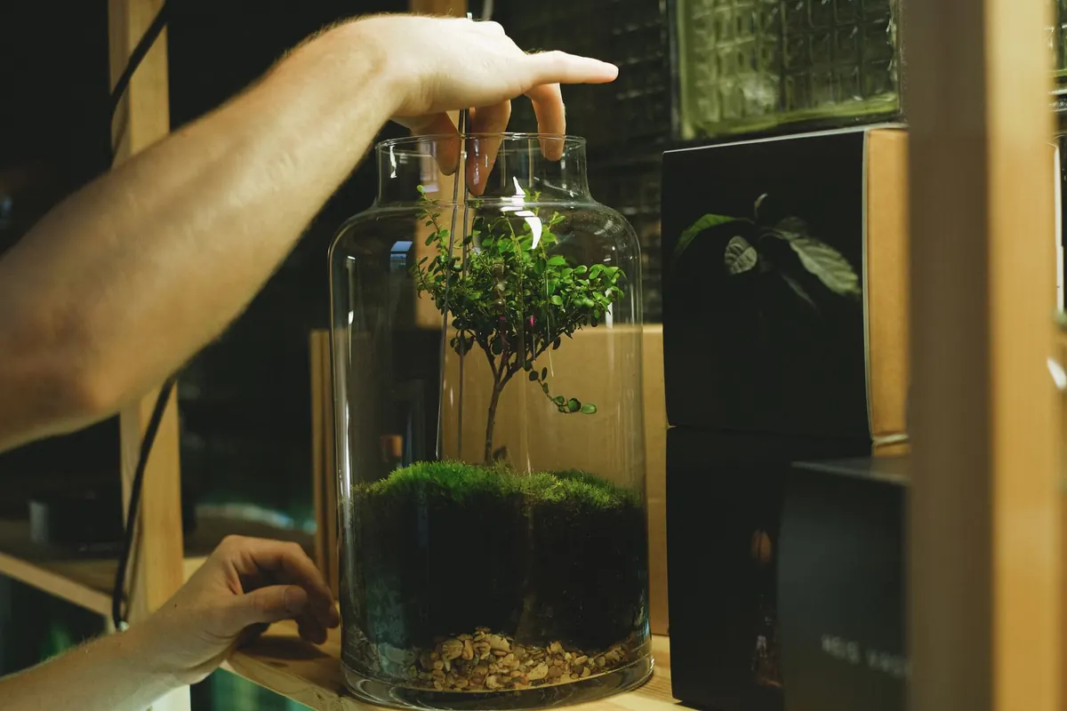Beginner's Guide to Building a Moss Terrarium in a Jam Jar