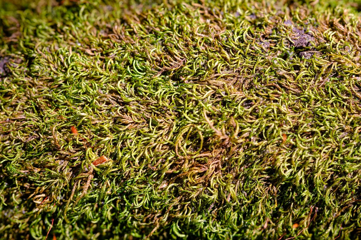 How to Create a Moss Lawn in a Small UK Courtyard