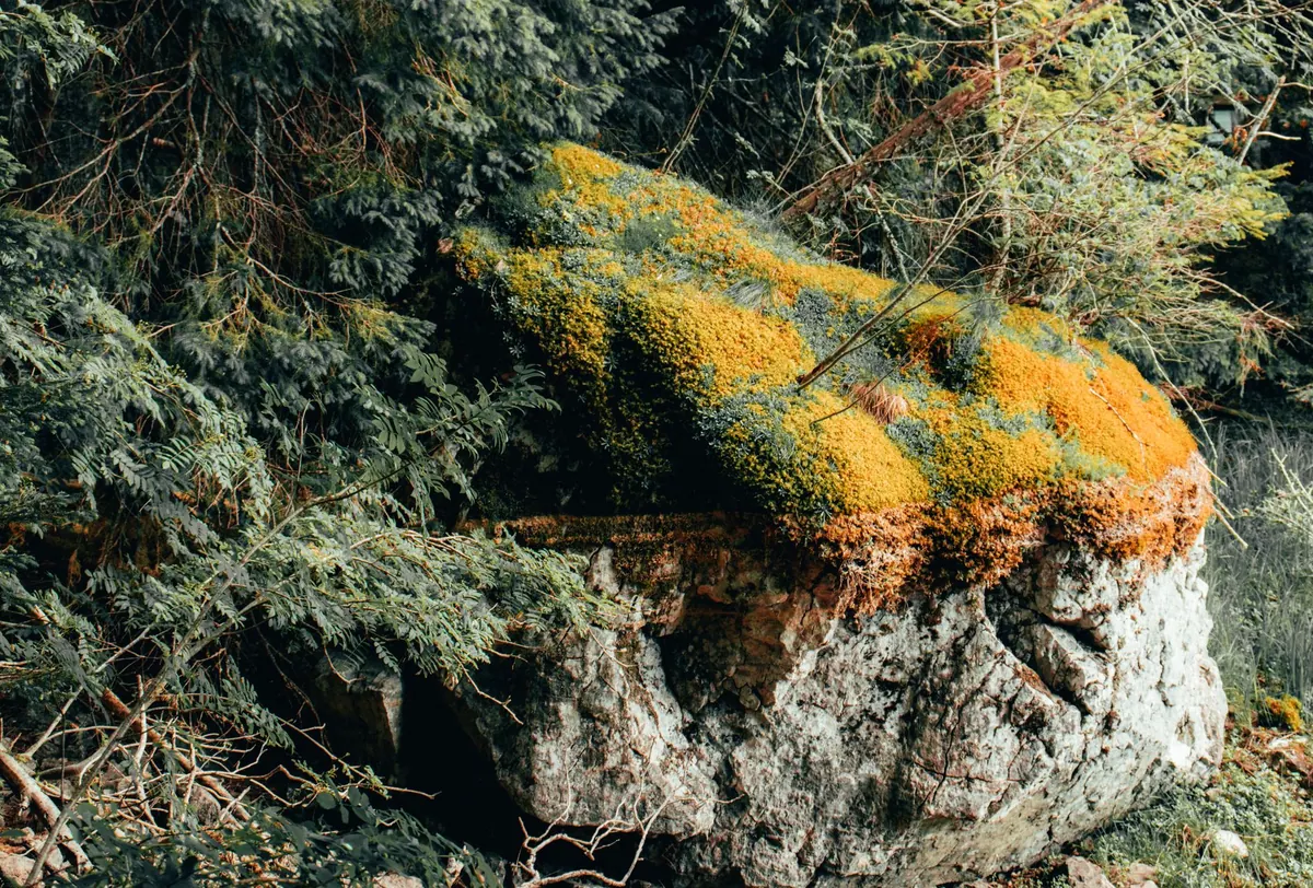 Local Angle: Best Moss Species for Damp Scottish Gardens